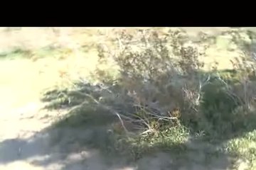 Fucked a baby in the yard