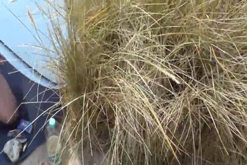 Husband and wife fuck on the beach and their friends join them