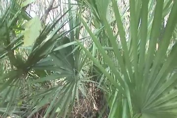 The girl is ready to sell herself to rich guys