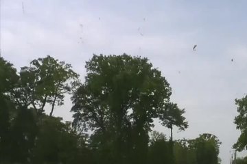 Cute brunette saddles a lover in the forest